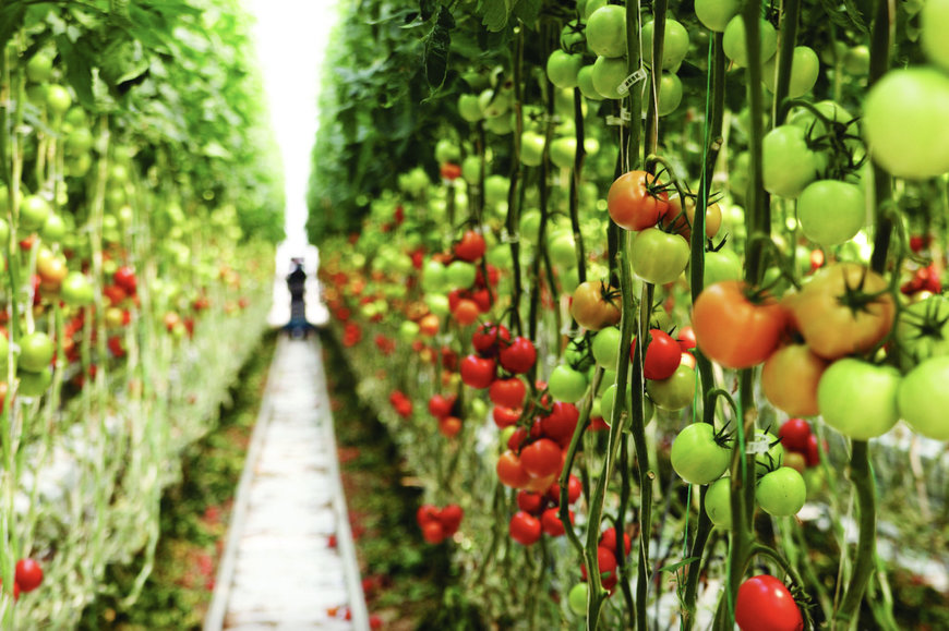 Bayer, Orbia Netafim expand collaboration to advance digital farming technology